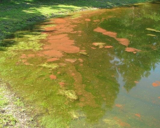 What is Pond Algae?