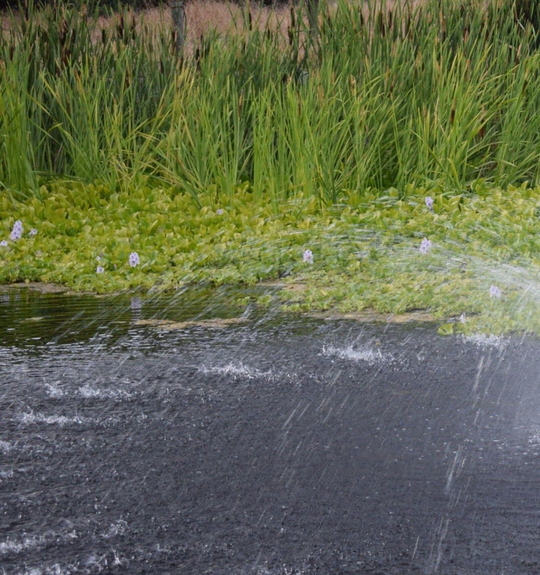 How to Get Rid of Pond Weeds